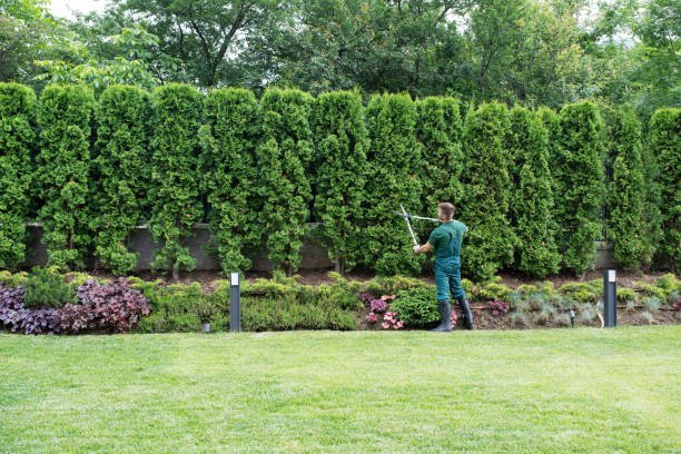 Reliable Wyomissing, PA Tree Services Solutions